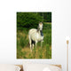 Beautiful White Horse Pasture Wall Decal