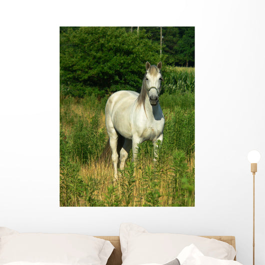 Beautiful White Horse Pasture Wall Decal
