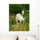 Beautiful White Horse Pasture Wall Decal