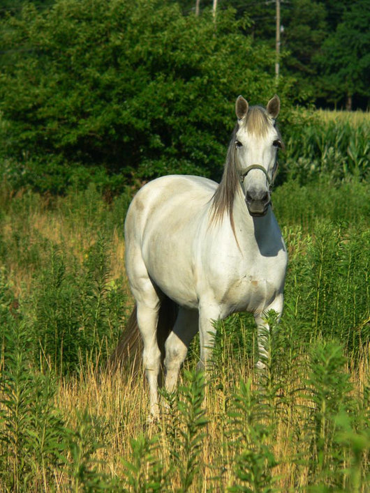 Beautiful White Horse Pasture Wall Decal