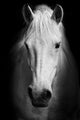 White Horses Black and Wall Decal