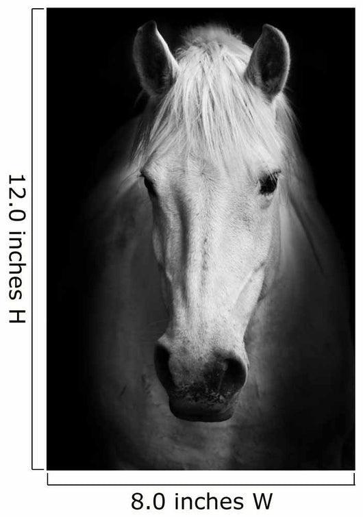 White Horses Black and Wall Decal