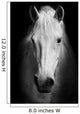 White Horses Black and Wall Decal