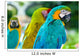 Blue Macaw Parrots Wall Decal