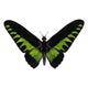 Rajah Brooke's Birdwing Wall Decal