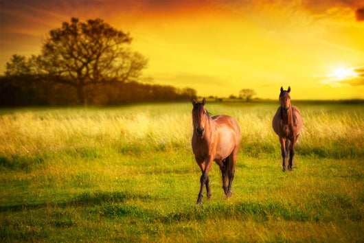 Horses Sunset Wall Decal