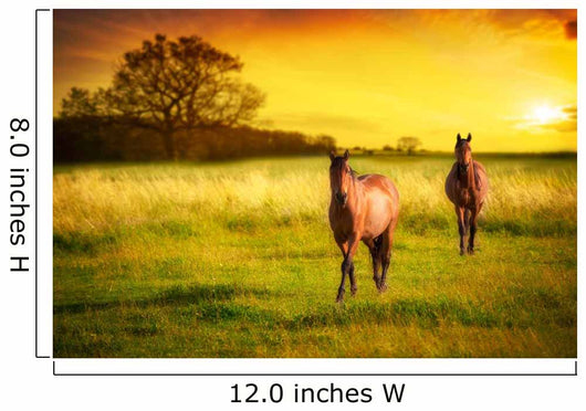 Horses Sunset Wall Decal