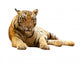 Tiger Lying Down Wall Decal
