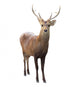 Deer Wall Decal