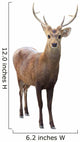 Deer Wall Decal