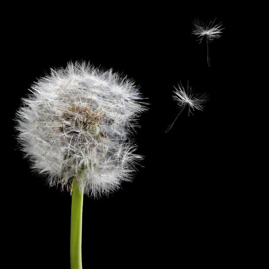 Old Dandelion and Flying Wall Decal