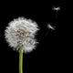 Old Dandelion and Flying Wall Decal
