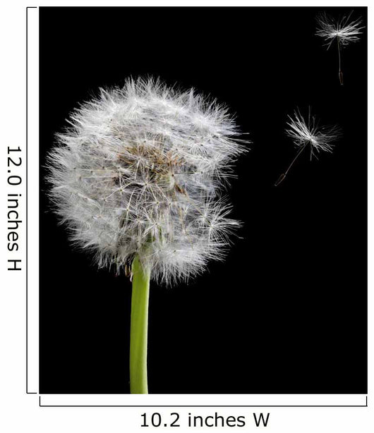 Old Dandelion and Flying Wall Decal