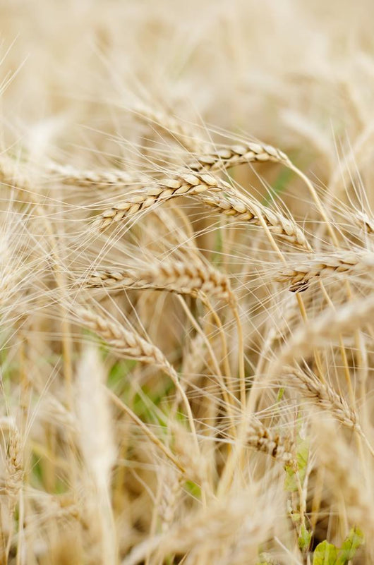 Wheat up Wall Decal