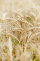 Wheat up Wall Decal