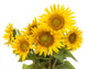 Bunch Sunflowers Wall Decal