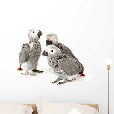3 Baby Parrots Wall Decal shown on a wall