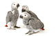 3 Baby Parrots Wall Decal
