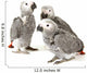 3 Baby Parrots Wall Decal