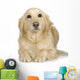 Labrador Retriever Cream Wall Decal