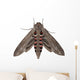 Convolvulus Hawk-moth Agrius Convolvuli Wall Decal