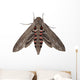 Convolvulus Hawk-moth Agrius Convolvuli Wall Decal