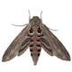 Convolvulus Hawk-moth Agrius Convolvuli Wall Decal