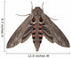 Convolvulus Hawk-moth Agrius Convolvuli Wall Decal
