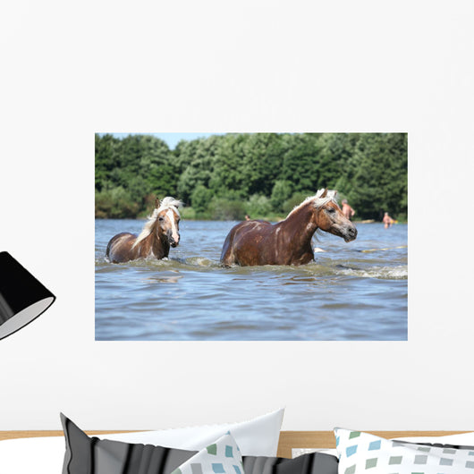 Nice Haflingers Water Wall Decal