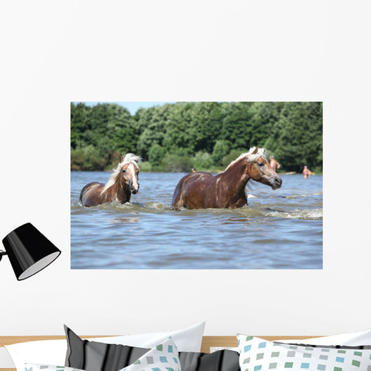 Nice Haflingers Water Wall Decal