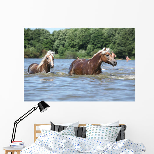 Nice Haflingers Water Wall Decal