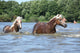 Nice Haflingers Water Wall Decal
