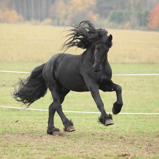 Running Friesian Stallion Wall Decal