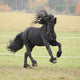Running Friesian Stallion Wall Decal