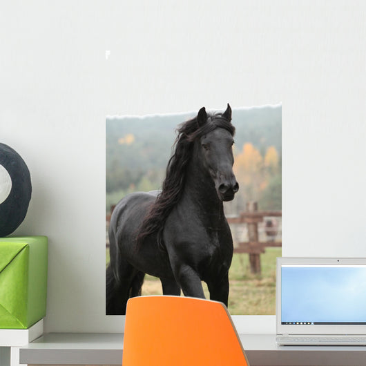 Gorgeous Friesian Stallion Wall Decal
