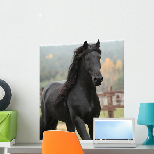 Gorgeous Friesian Stallion Wall Decal