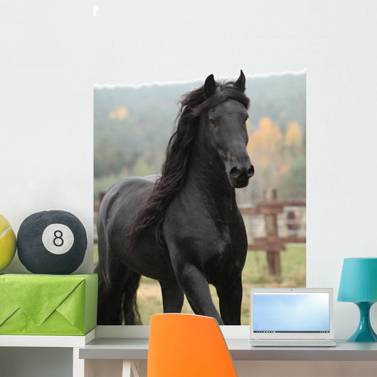 Gorgeous Friesian Stallion Wall Decal
