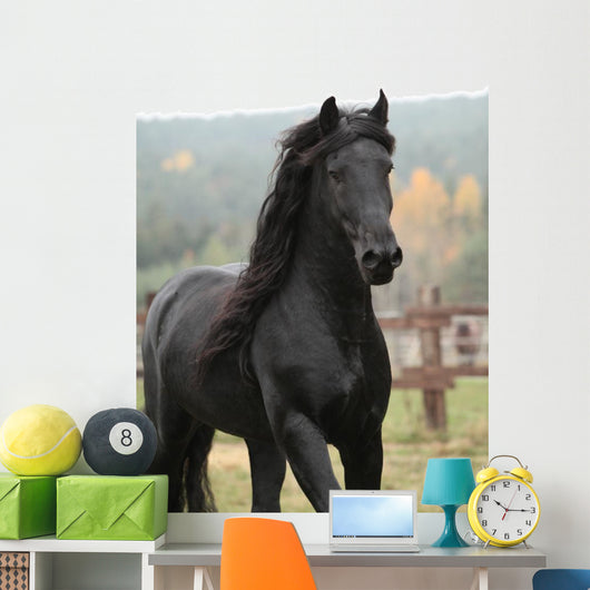 Gorgeous Friesian Stallion Wall Decal