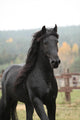 Gorgeous Friesian Stallion Wall Decal