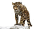 Standing Rock Leopard Wall Decal