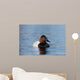 Canvasback Aythya Valisineria Wall Decal