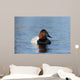 Canvasback Aythya Valisineria Wall Decal