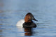 Canvasback Aythya Valisineria Wall Decal