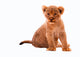 Cute Lion Cub Wall Decal