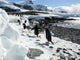 Gentoo Penguins Beach Antarctica Wall Decal