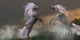 Unicorn Stallions Fighting Wall Decal