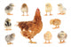 Family Mama Chicken Wall Stickers Wall Decal