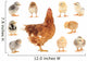 Family Mama Chicken Wall Stickers Wall Decal