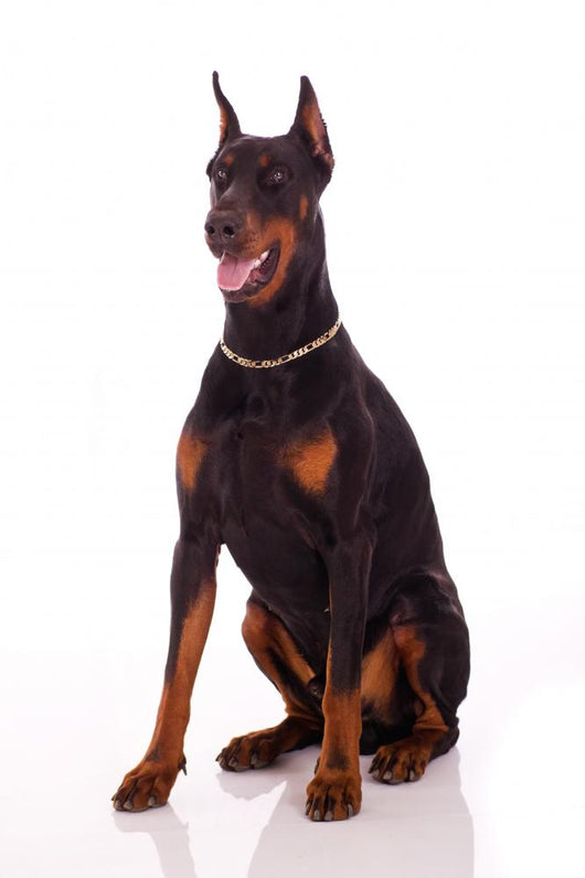 Great Doberman Dog Wall Decal