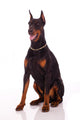 Great Doberman Dog Wall Decal